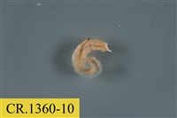 藏品(綠色細螯寄居蟹)的圖片